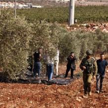 خاص| 900 دونم مهددة خلال أسبوع: تصاعد لافت في أوامر إزالة الأشجار الفلسطينية