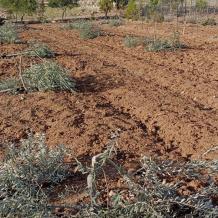 الاحتلال يخطر باقتلاع أشجار زيتون في نعلين غرب رام الله
