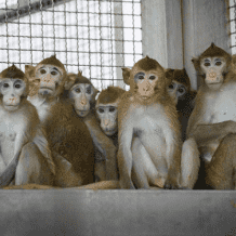 الولايات المتحدة تعتزم الحد من استخدام القردة في الأبحاث