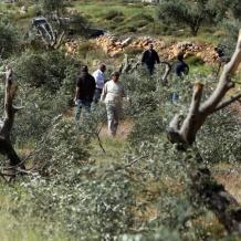 قوات الاحتلال تقتلع حوالي 200 شجرة كرمة في الخضر جنوب بيت لحم