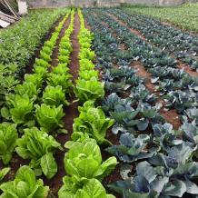 خاص| رشيدة بركة.. من نزوح مخيم طولكرم إلى مشروع زراعي يصنع الأمل