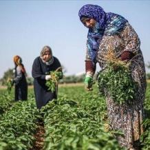 في عيد العمال العالمي: "المرأة العاملة" تطالب بحماية النساء الفلسطينيات من الإبادة الاقتصادية وانتهاكات الاحتلال