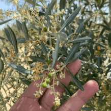 الحملة الوطنية لقطف الزيتون تعتمد نهجا لا مركزيا لإدارة الموسم