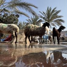 خبير اقتصادي لراية: لا أضاحي ولا قدرة على شراء الغذاء في غزة