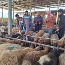 الحملة الوطنية لتطعيم وترقيم الثروة الحيوانية تتجاوز 37,350 رأساً منذ انطلاقها في مسافر يطا والأغوار الشمالية