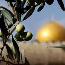 أين موقع فلسطين في الخريطة العالمية للزيتون؟ فياض فياض يجيب لراية
