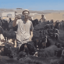 مستوطنون يهاجمون مجددا تجمع الكعابنة شرق الطيبة برام الله