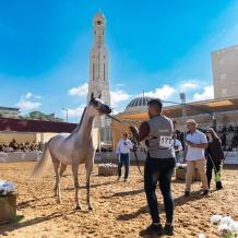 روابي تختتم بطولة الإنتاج المحلي بمشاركة أكثر من 300 خيل عربي أصيل وبمشاركة جماهيرية واسعة