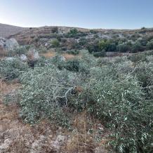 مستوطنون يقتلعون ويكسرون عشرات أشجار الزيتون في نعلين غرب رام الله