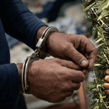 القبض على لصوص الزيتون في جنين