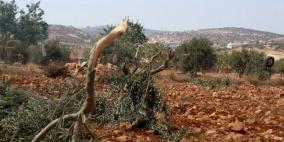 مستوطنون يقطعون أشجار زيتون في قريوت