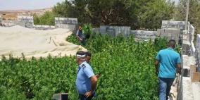 ضبط 2000 شتلة "قنّب هندي" في الخليل 