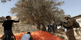الاحتلال يمنع المزارعين من قطف ثمار الزيتون 