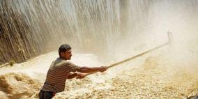 مصر: احتياطيات القمح تكفي حتى الخامس من أبريل 2018