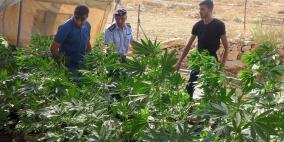 ضبط 100 شتلة ماريجوانا في يطا
