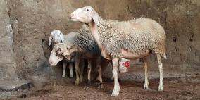 ضبط أغنام مصابة بالحمى المالطية في بيت لحم