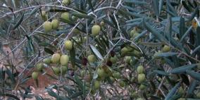 قوات الاحتلال تمنع أهالي قريتي الجانية وقريوت من قطف الزيتون