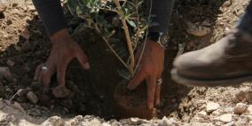 زراعة 1000 شتلة زيتون في أراضي الخضر إحياء ليوم الأرض