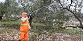 بلدية طولكرم تقوم بحملة لمكافحة حشرة الفراش الأبيض