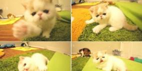 بالفيديو.. قطة موهوبة ترقص وتنبح كالكلاب
