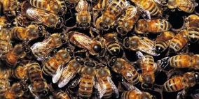 مجتمع النحل يعمل بشكل جماعي للمحافظة على درجة الحرارة اللازمة داخل الخلية