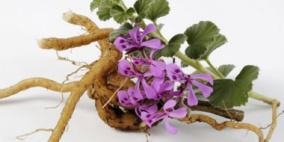 أحدث صيحة فى علاج مرض الإيدز باستخدام النباتات العشبية