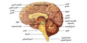 الذاكرة البشرية تستطيع إعادة تعديل ما تم تخزينه ليناسب الوضع الحالي