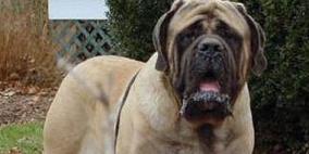 رجل مهدد بالسجن ستة أشهر بعد قتله ألف من الكلاب الضالة فى روسيا