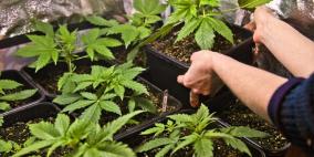 القنب الهندي يمكن أن يقي من الأيدز