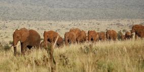الفيلة تشعر بمدى الخطر من خلال تحليل اصوات البشر