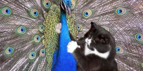 فصل 3 عناصر أمن من حراس رئيس الوزراء الباكستاني بسبب قط