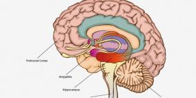 هل يؤدي السكري الى تقلص حجم الدماغ؟