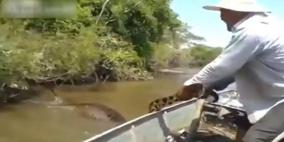 بالفيديو.. أناكوندا عملاقة تتعرض لمضايقة بشرية