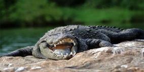 تمساح يلتهم لاعب جولف في جنوب إفريقيا