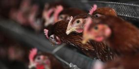 دراسة: الدجاج والديك الرومي أقرب إلى الديناصور من الطيور الأخرى