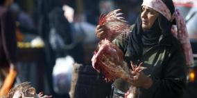 الصحة العالمية: إصابات عديدة بإنفلونزا الطيور في مصر