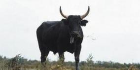 ثور أميركي يهاجم طالبة تايوانية في متنزه وطني