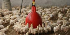 زراعة غزة تحذر مربي الدواجن من خطورة الأجواء الحارة وتقدم ارشادات