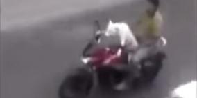 كلب يقود دراجة نارية في فيتنام