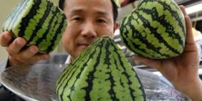 بطيخ للزينة يأخذ شكل قلب أو مكعب في اليابان