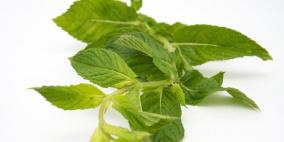 النعناع .. نكهة شهية وفوائد طبية