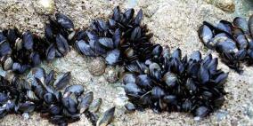 كوريا الجنوبية...العلماء يبتكرون صمغا جراحيا جديدا