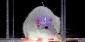 الآن.. يمكن السيطرة على أدمغة فئران التجارب عن بعد