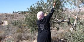 انخفاض أعداد المتطوعين في قطف الزيتون في الاراضي القريبة من المستوطنات