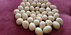 هواة البحث عن "بيض الشنار" ينتشرون في جبال فلسطين