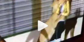 بالفيديو.. أسد "ينقضّ" على الفنانة اللبنانية دومينيك حوراني!