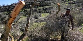 الاحتلال يقتلع أشجار زيتون ويسرقها في قرية شوفة جنوب طولكرم
