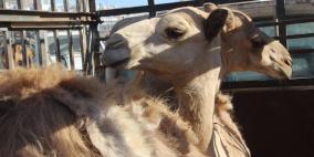 بالصور: سوق الحلال.. حركة نشطة قبيل العيد