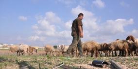 الاحتلال يستهدف رعاة الأغنام شرق البريج ولا إصابات