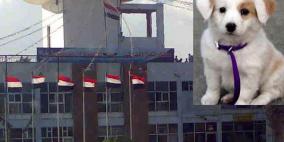 كلب يغير مسار طائرة يمنية ويمنعها من الهبوط